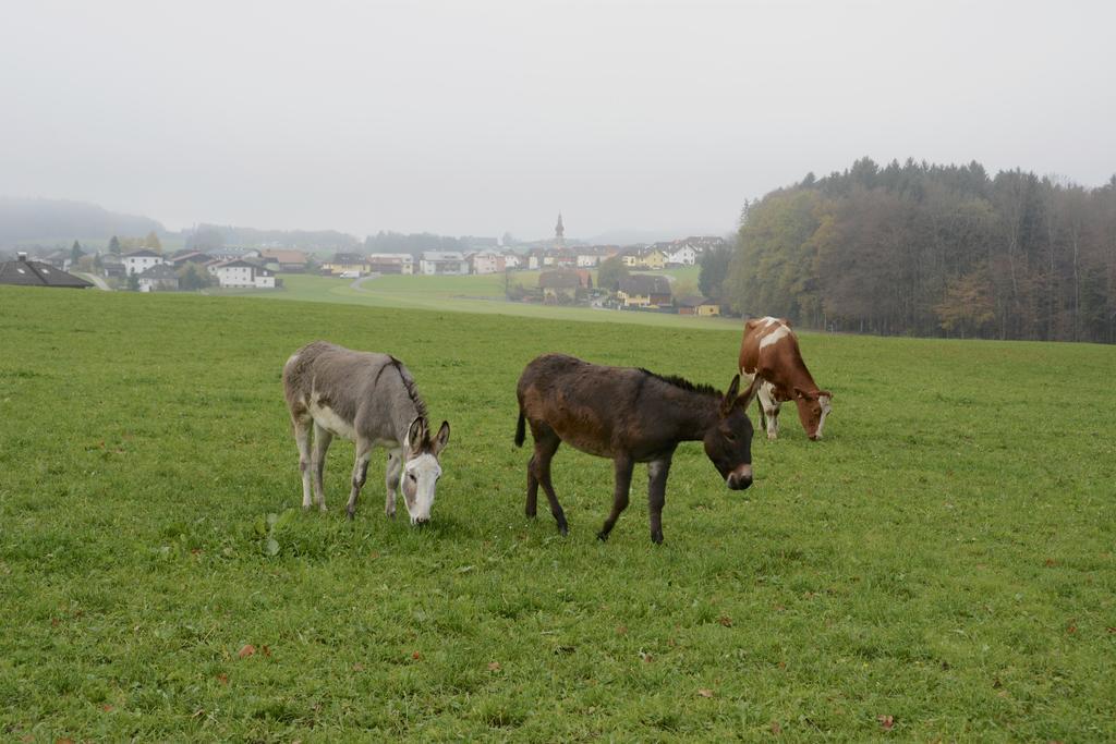 Ferienhaus Lenzenbauer Salzburg Luaran gambar